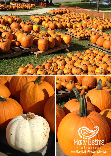 Three images of the pumpkin patch at St. Bartholomew's Episcopal Church in North Augusta, GA