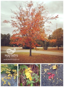 Four images of Fall Foliage in Augusta, GA