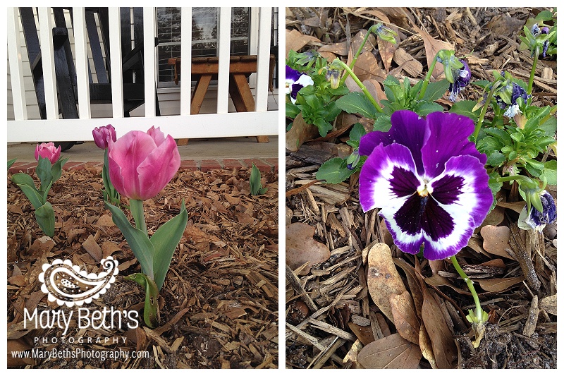 Augusta GA Newborn Photographer images of tulips | Mary Beth's Photography
