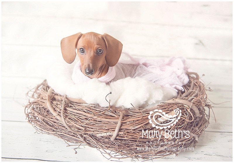 Augusta GA Newborn Photographer images of a new dachshund puppy named Lexi | Mary Beth's Photography