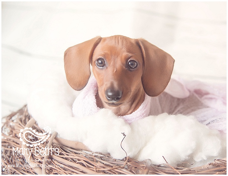 Augusta GA Newborn Photographer images of a new dachshund puppy named Lexi | Mary Beth's Photography